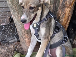 Mixed Breed dogs ROXANA - a Sweet & young Girl - for a Loving Home - Advert 18