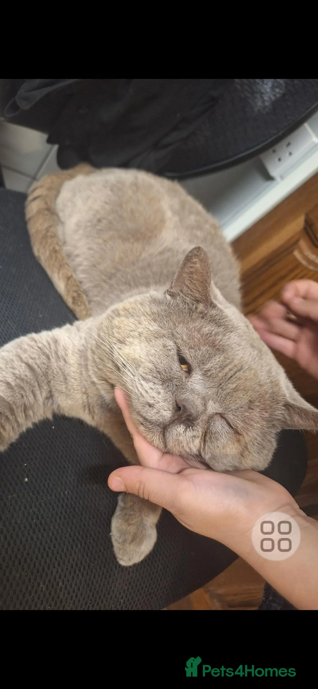 Scottish Fold cats for sale: Schotis fold  - Advert 9