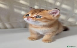Scottish Fold cats for sale: EXCLUSIVE Golden-cinnamon Show quality. Best in UK - Image 7