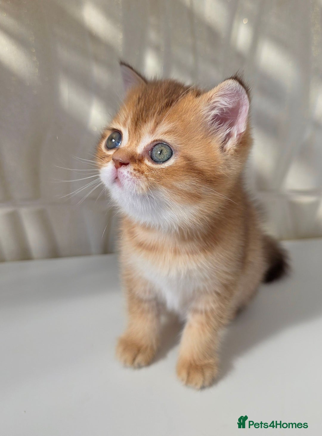 Scottish Fold cats for sale: EXCLUSIVE Golden-cinnamon Show quality. Best in UK - Image 7
