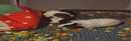 Guinea Pig rodents for sale: 2 male guinea pigs  - Advert 3