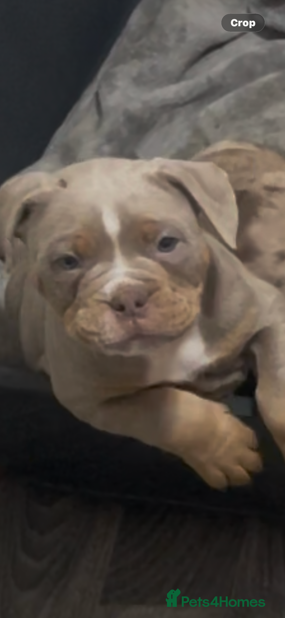 Olde English Bulldogge dogs for sale: Olde English Bulldogs - Advert 9