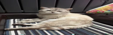 British Shorthair 1