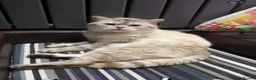 British Shorthair cats for sale: Beautiful Pair of British Shorthair Cats in Birmingham - Advert 3