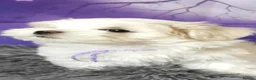 Maltese dogs for sale: Maltese - Advert 7