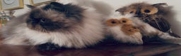 Himalayan cats for sale: Colourpoint CP Persian Himi Himalayan colour point - Advert 4