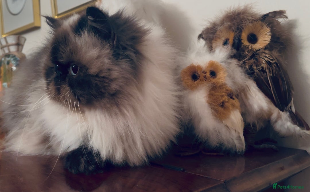 Himalayan cats for sale: Colourpoint CP Persian Himi Himalayan colour point - Image 3