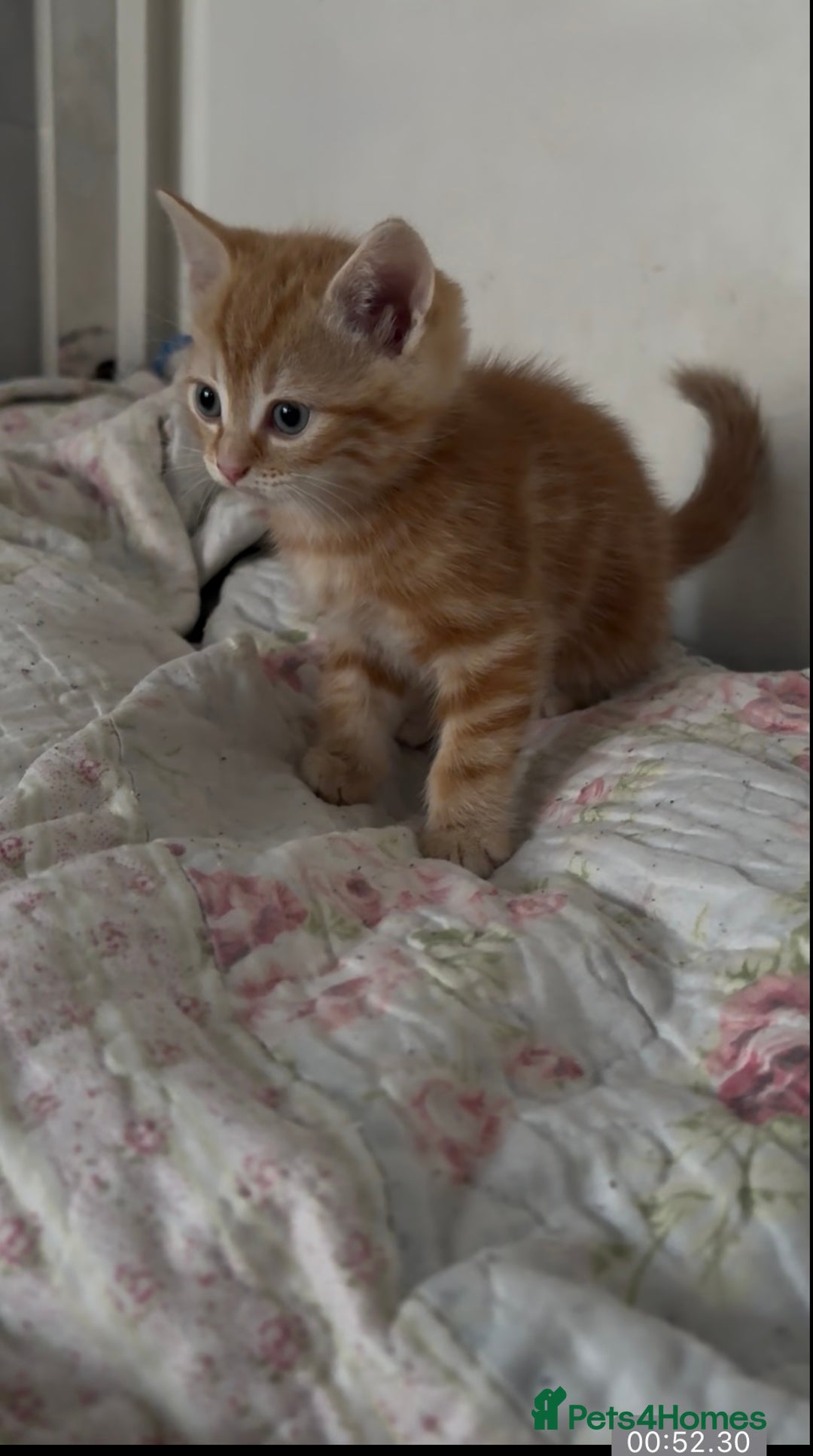 Mixed Breed cats for sale: Beautiful ginger and black and white kitten - Advert 7