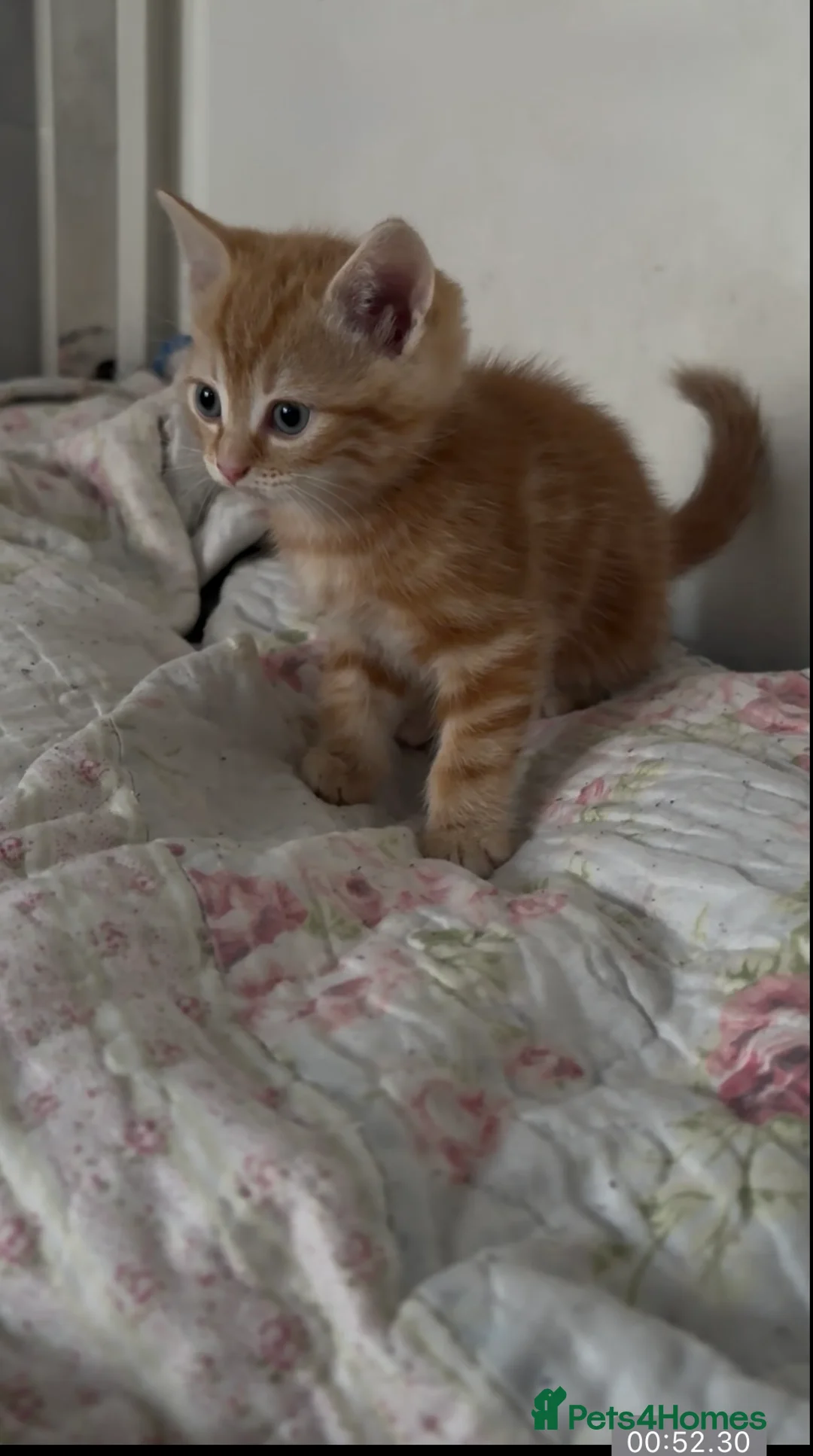 Mixed Breed cats for sale: Beautiful ginger and black and white kitten - Advert 7