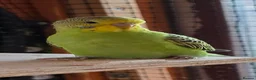 Budgerigars birds for sale: 6 Budgerigars for Sale - Advert 10