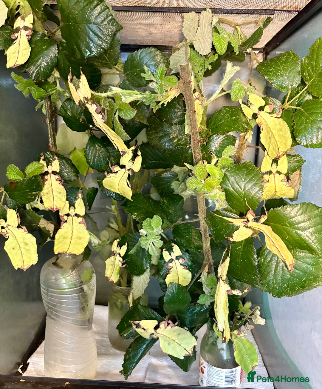 Stick Insects invertebrates for sale: Pulchriphyllium Giganteum leaf / stick insects - Advert 7