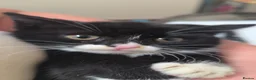 Domestic Shorthair cats for sale: Tuxedo kittens in Holywell - Advert 6