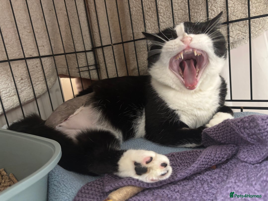 Mixed Breed cats for adoption: Troika Our 3 Legged Gentle Giant, Complete Fuss Po - Advert 3