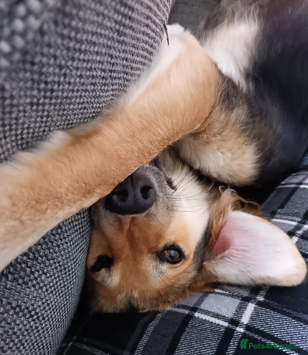 Mixed Breed dogs for adoption: HOPE – “Please, I need a new home …” 🙏🏼 - Image 4