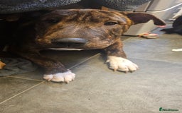 Mixed Breed dogs for sale: Bruno - Image 4