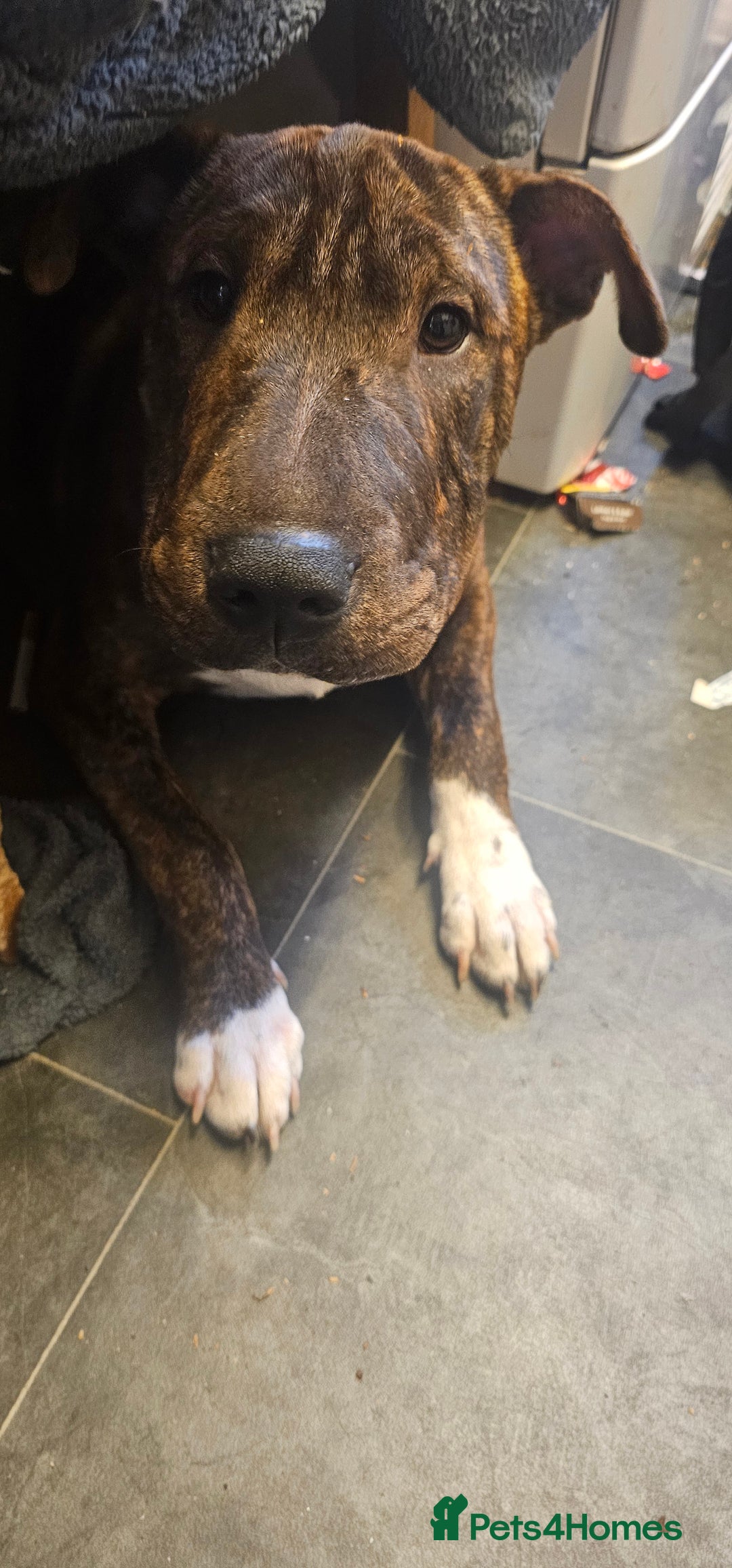 Mixed Breed dogs for sale: Bruno - Image 4