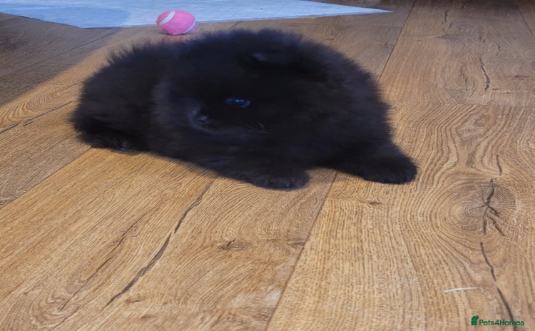 Pomeranian dogs - Advert 13