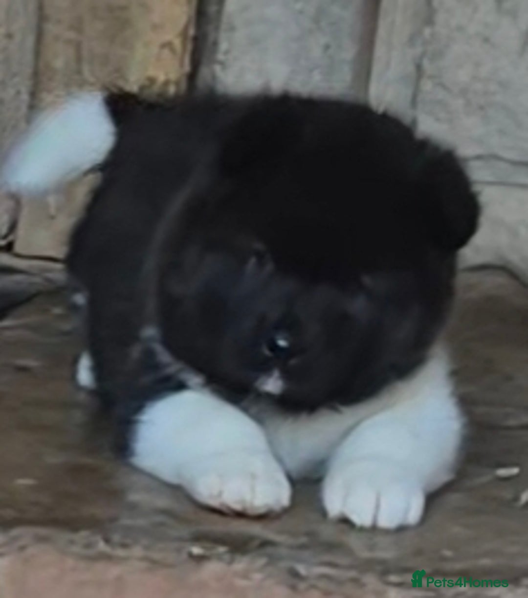 Akita dogs for sale: KC REGISTERED BEAR HEAD AMERICAN AKITA FEMALE PUPS - Image 6