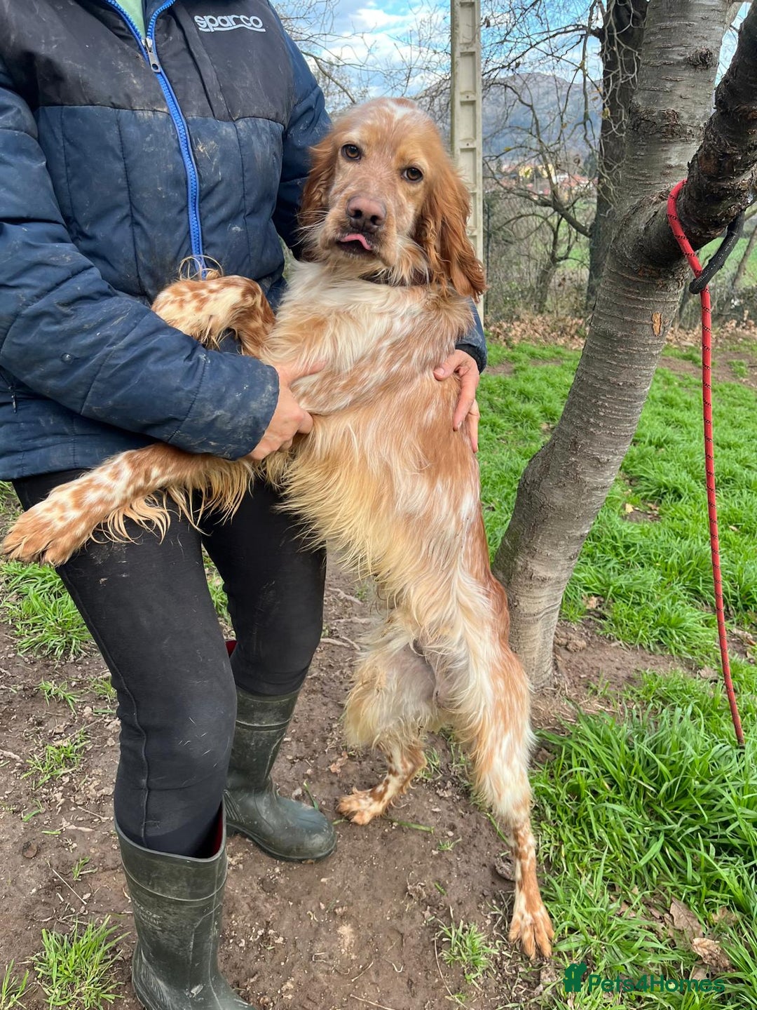 English Setter dogs for adoption: Tito  - Advert 5