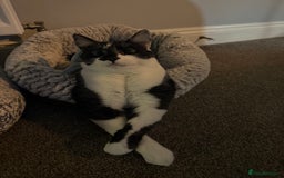 Siamese cats for sale: Bonded pair for rehoming  - Image 6
