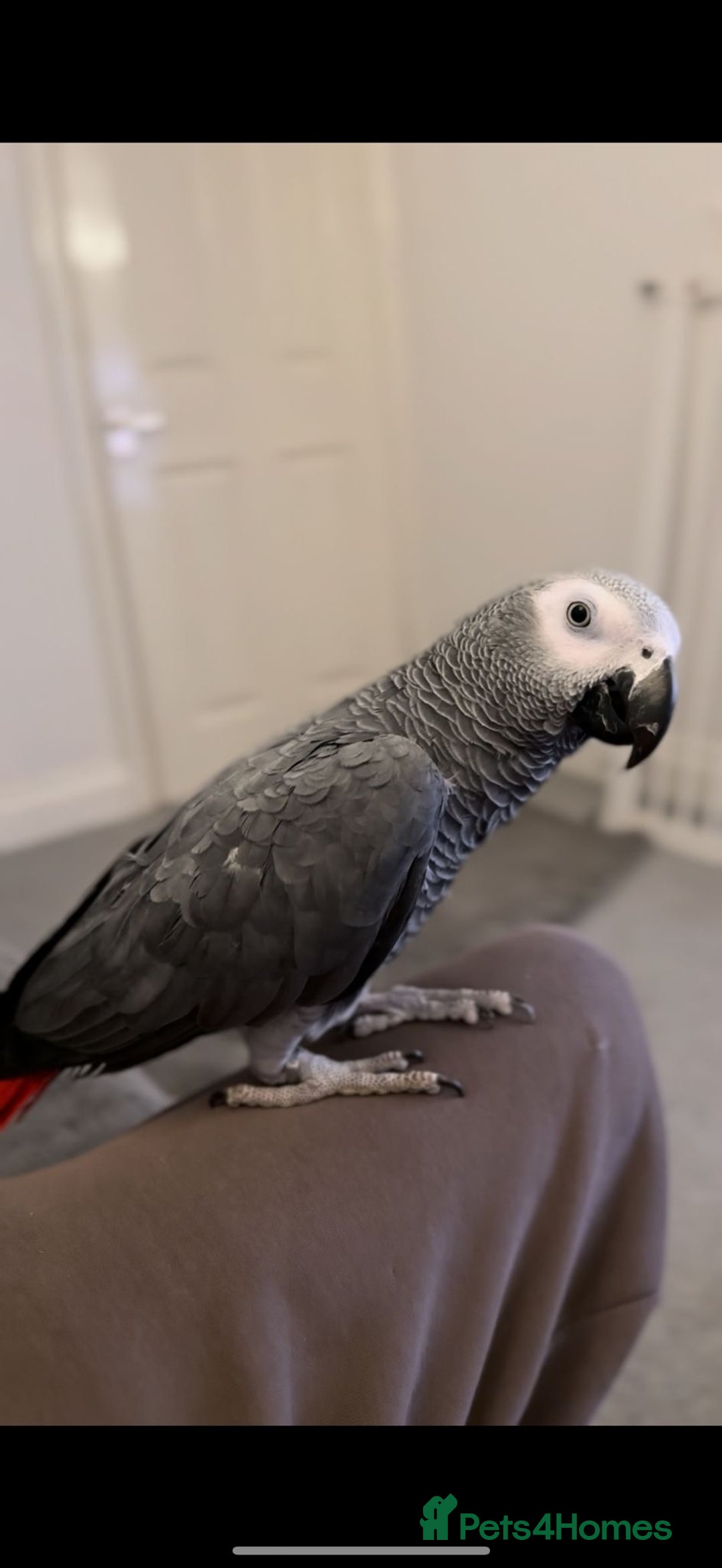 Parrots birds for sale: Hand reared 1 year old African grey  - Advert 1