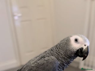 Parrots birds Hand reared 1 year old African grey - Advert 4