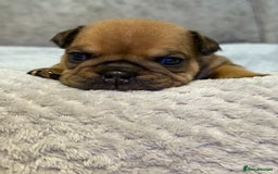 English Bulldog dogs for sale: English Bulldog puppies for sale KC registered  - Image 21