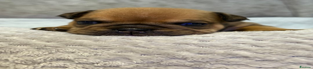 English Bulldog Puppy 4 (Yogi)