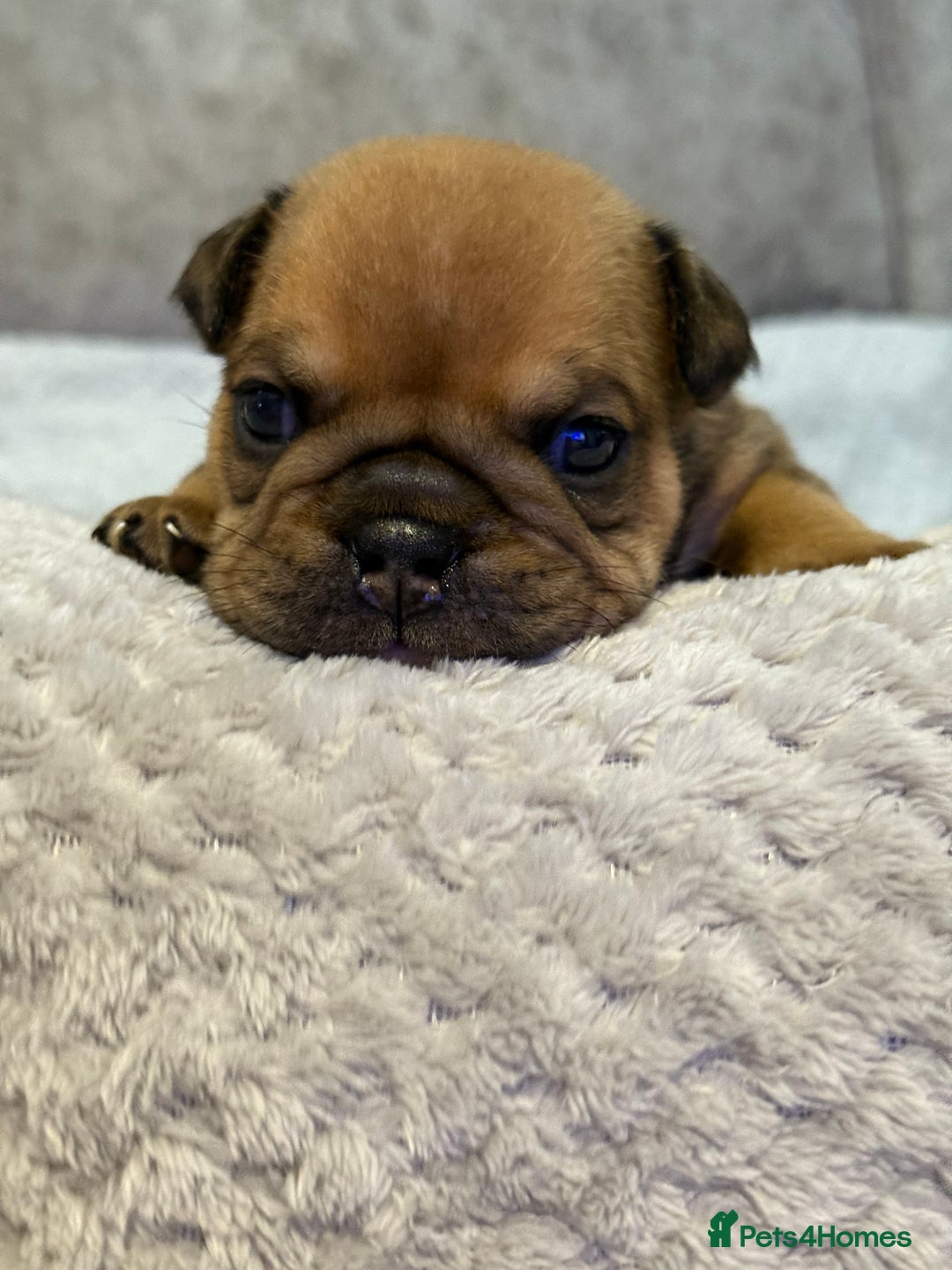 English Bulldog dogs for sale: English Bulldog puppies for sale KC registered  - Image 21
