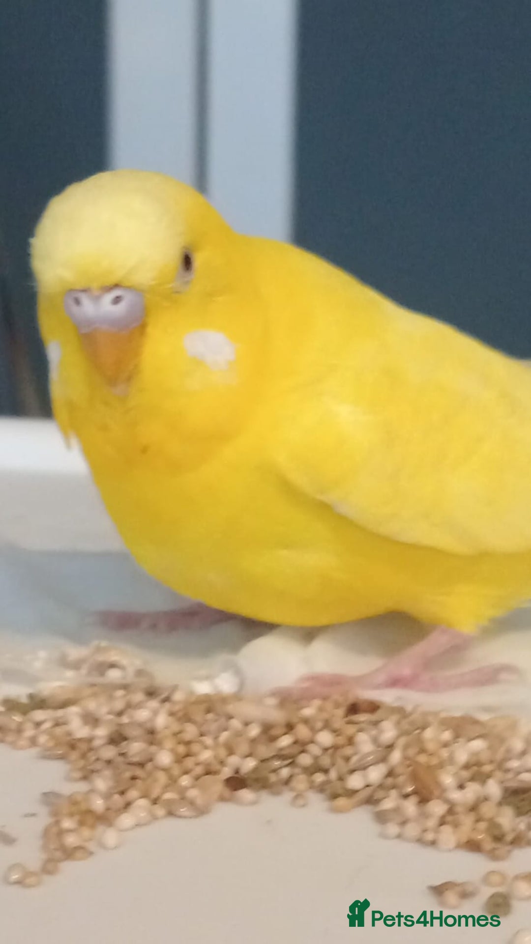 Budgerigars birds for sale: Male and Female budgies with their cage and toys - Advert 5