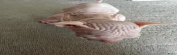 Sphynx cats for sale: Two male pink wrinkled Sphynx kittens  in Wirral - Advert 4