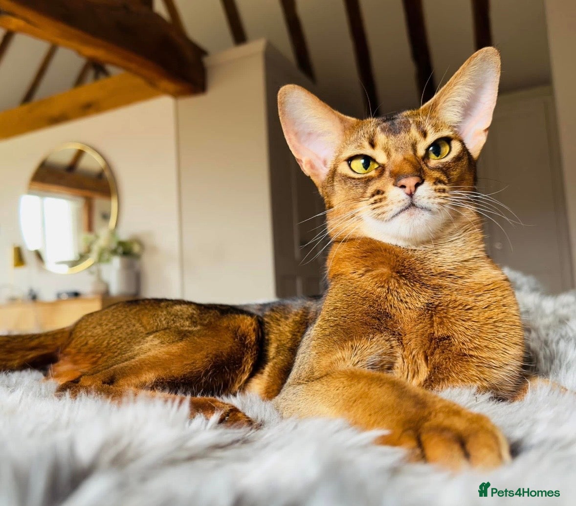 Abyssinian cats Abyssinian Pedigree Imported Female  - Advert 3