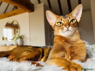 Abyssinian cats Abyssinian Pedigree Imported Female - Advert 1