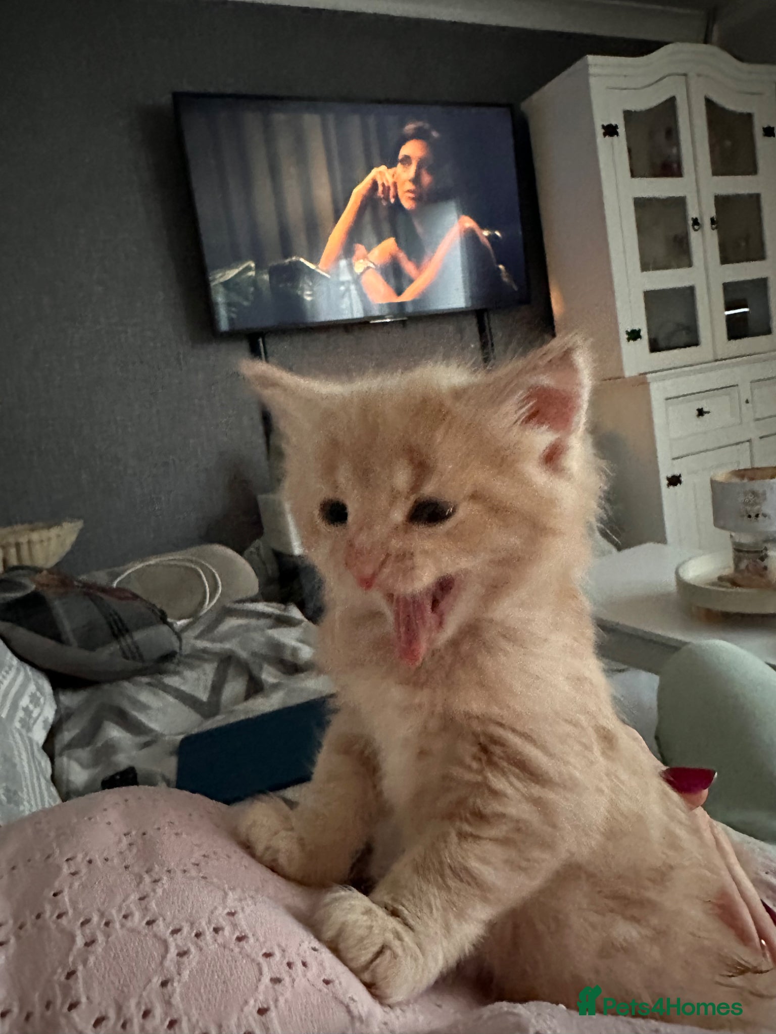 Mixed Breed cats 1 adorable ginger boy left mid length fur  - Advert 1