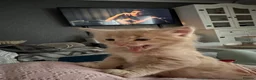 Mixed Breed cats for sale: 1 adorable ginger boy left mid length fur  - Advert 1