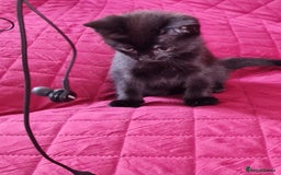 Mixed Breed cats for sale: Mixed kitten looking for new home - Image 4