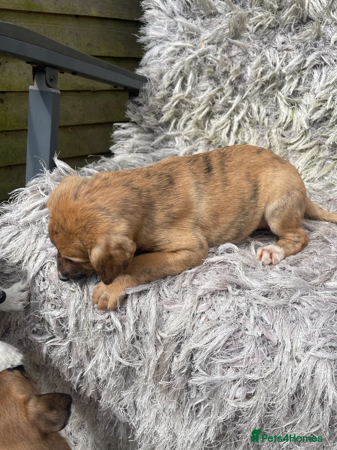 Mixed Breed dogs for sale: Bedlington whippet greyhound  - Advert 2