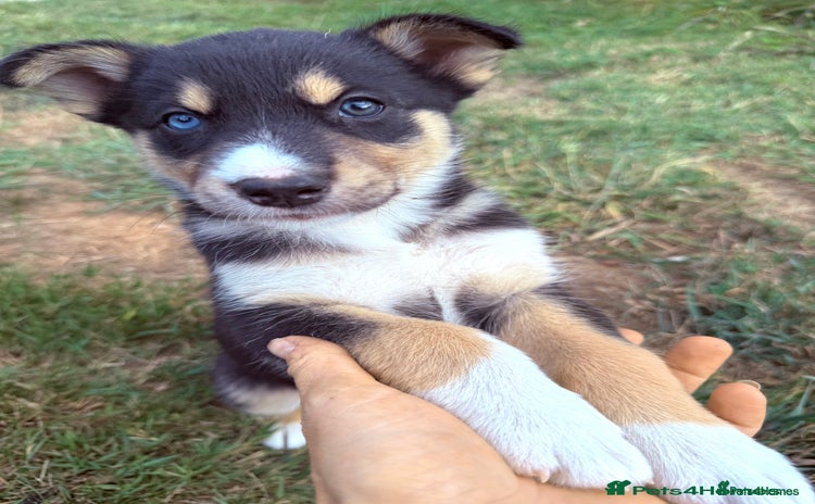 Pomsky dogs - Advert 1