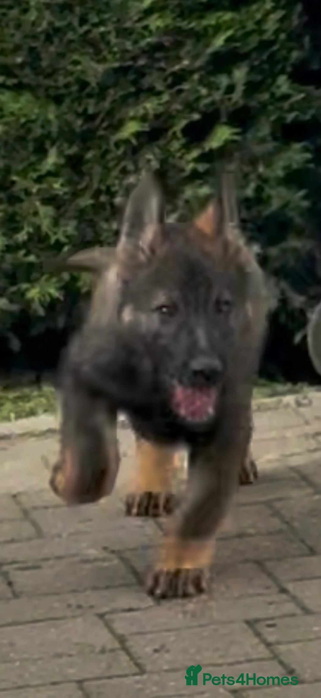 German Shepherd dogs for sale: German Shepherd Puppies Exceptional Bloodlines - Advert 2