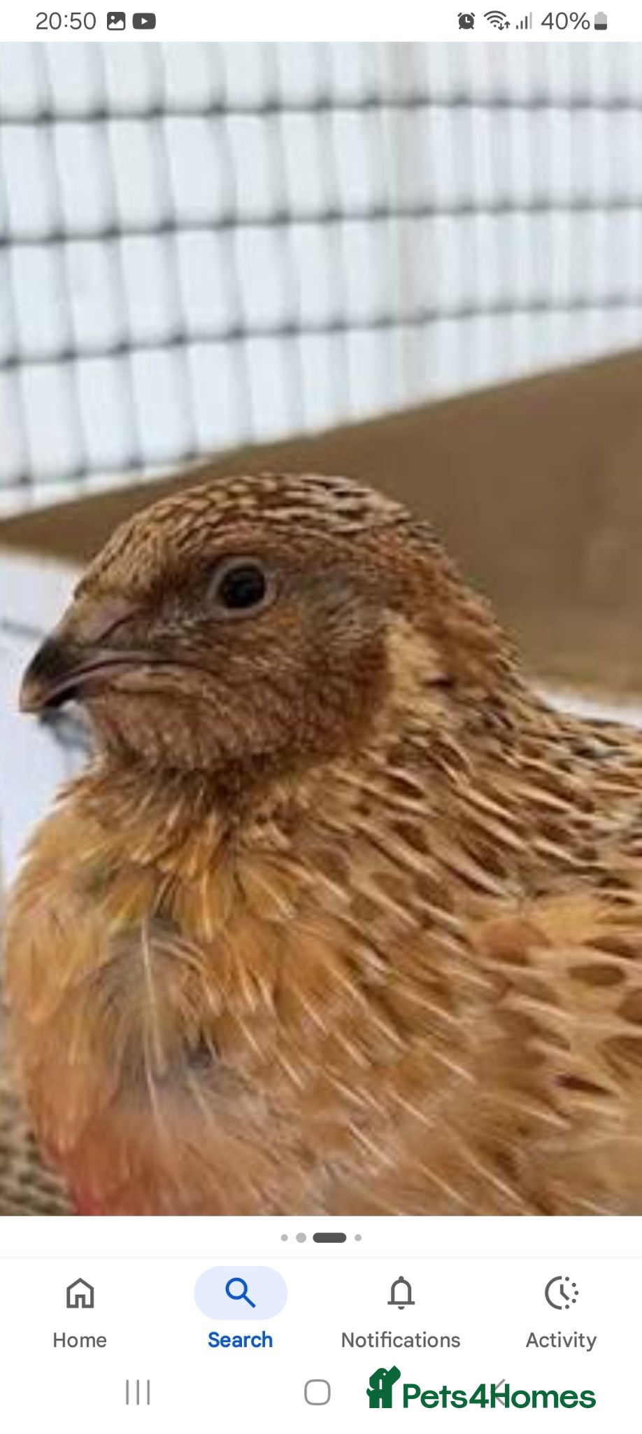 Quail poultry Male Coturnix Quails for sale  - Advert 1