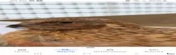 Quail poultry for sale: Male Coturnix Quails for sale  in Nottingham - Advert 1