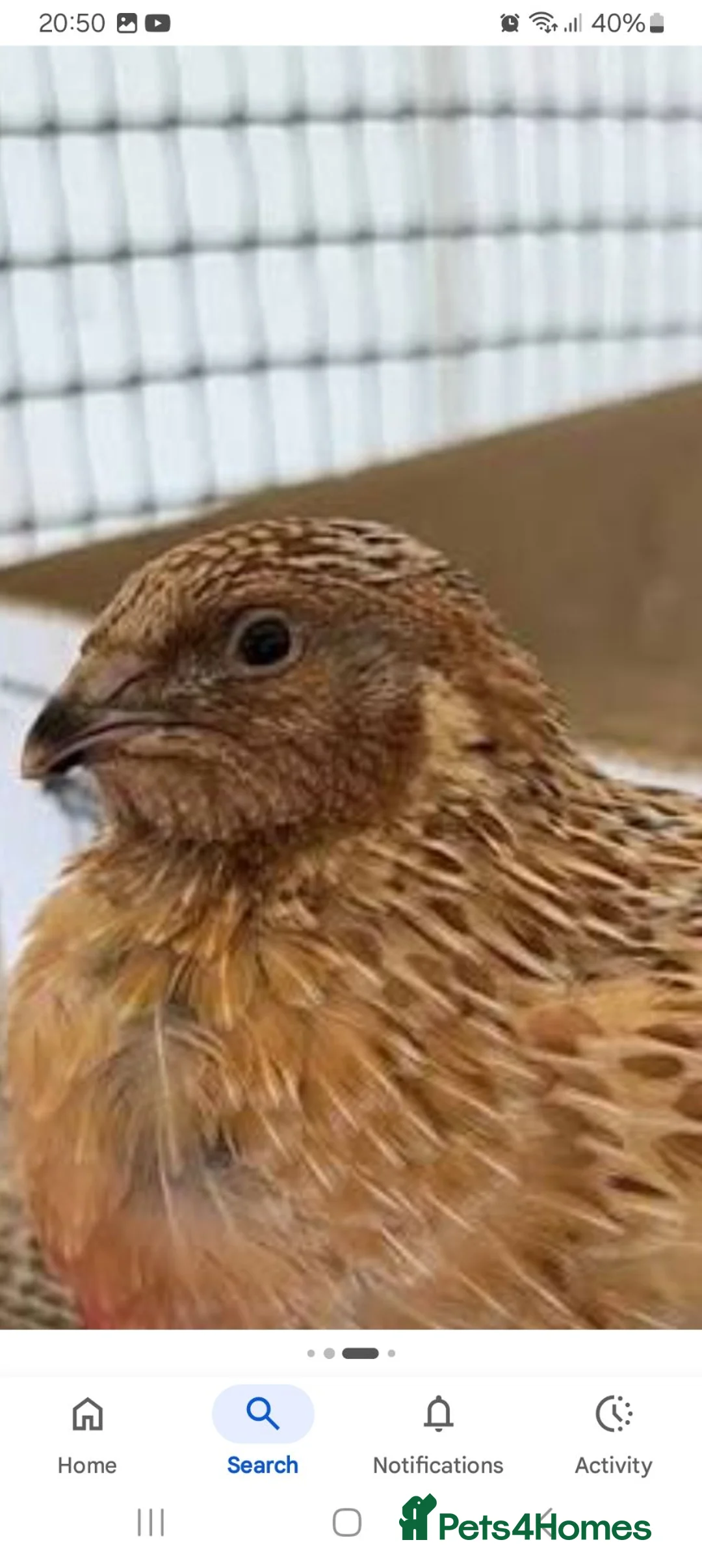 Quail poultry for sale: Male Coturnix Quails for sale  in Nottingham - Advert 1