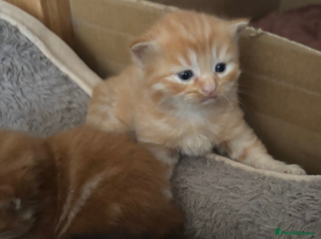 Mixed Breed cats for sale: 3 male fluffy kittens for sale - Image 13