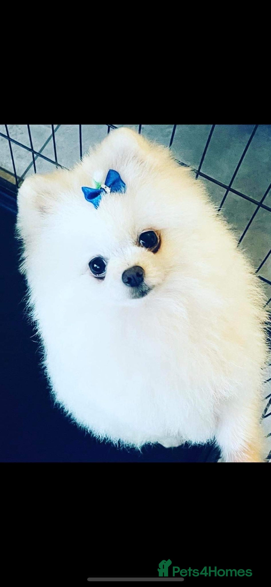 Pomeranian dogs for sale: Kc Reg Pomeranian Pups - Advert 25