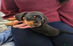 Miniature Dachshund dogs for sale: 3 girls need their forever homes - Image 2