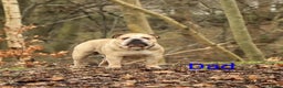English Bulldog dogs for sale: Outstanding English bulldog puppies  - Advert 19