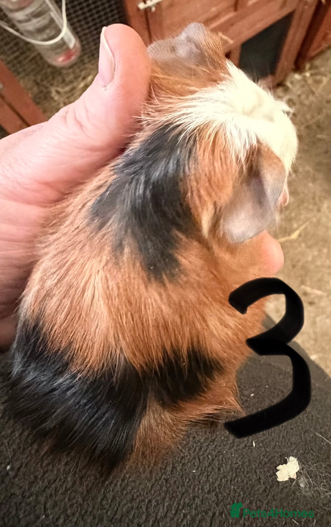 Guinea Pig rodents for sale: 1 male and 2 female baby guinea pigs  - Advert 5