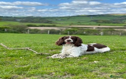 English Springer Spaniel dogs for sale: READY TO GO - KC Reg, Docked, Springer Puppies - Image 12