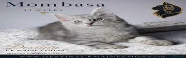 Mombasa 
