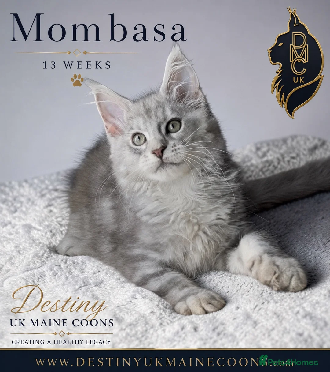Maine Coon cats for sale: Ready Now - 5 Top Pedigree MCO Kittens in Coventry - Advert 2